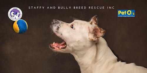 PetO Joondalup Adoption Day & Portraits with a Purpose 