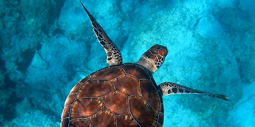 Kids 3D Paint Class | Turtle!
