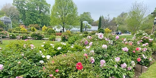 Peony Walk