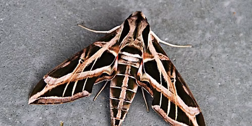 Moth Night at TAG