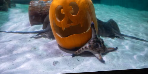 Spooky Seas