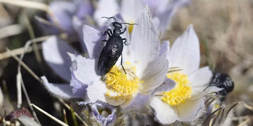 Bug Hunt in the Weaselhead