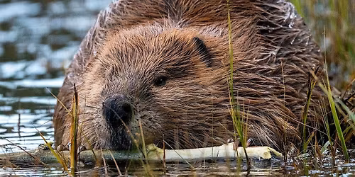 Living with Beavers: Coexistence Strategies and Resources for Land Managers