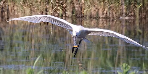 Coach Outing to RSPB Burton Mere and Dee Estuary Wetlands