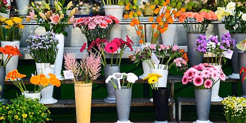 Freckles Flower Market