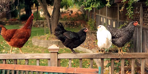 Backyard Chickens 101
