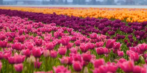 Departure Graf: Amsterdam & the Keukenhof Gardens