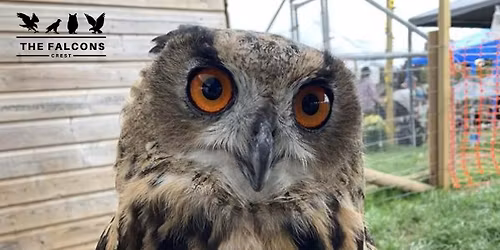 Enchanting owl encounter