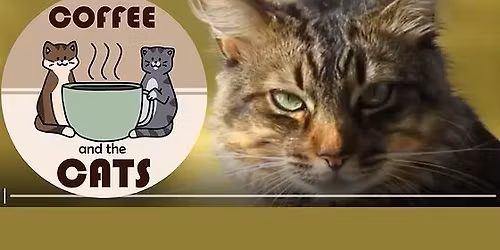 Cat Meow-vie Night FREE