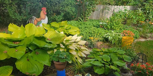 Fall Garden Care