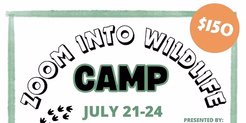 Zoom Into Wildlife Camp