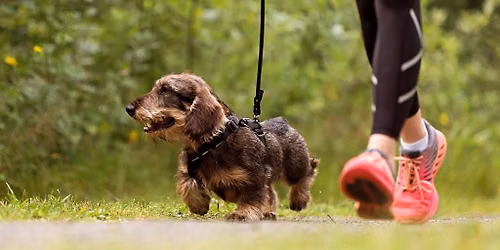 VOM Dogrun Kristiansand 2026