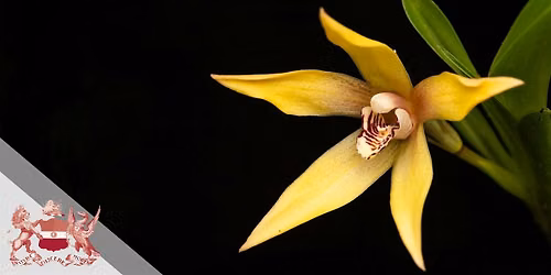 Symposium | Orchidaceae | Taxonomy, Diversification, and Biogeography