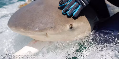 Fall Shark Research Expedition with NSU and Guy Harvey Foundation