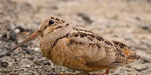 American Woodcocks at Jerry Smith Park