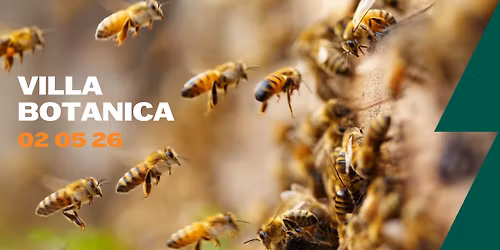 Bijen zijn echte natuurhelden! 