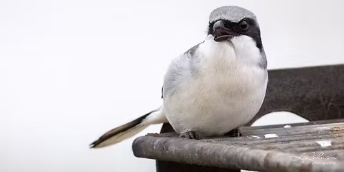 Billy's Creek Preserve and Filter Marsh Birding Field Trip