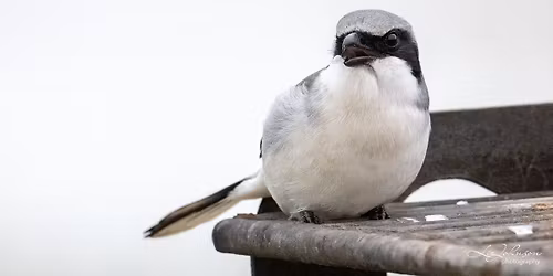 Billy's Creek Preserve and Filter Marsh Birding Field Trip