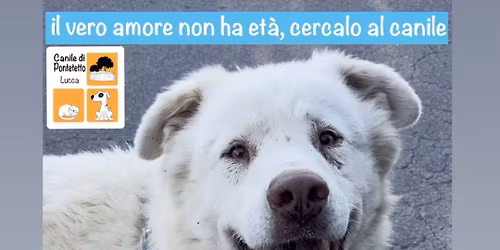 OPEN DAY CANILE DI LUCCA