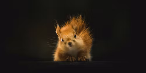 Sunday Service: Service for the Animals