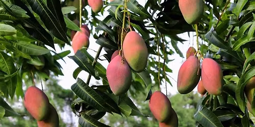 Mango Specialty Tour
