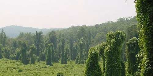 All About Invasives