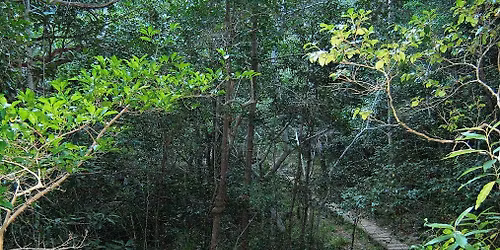 Celtic Thursday Trail - Woodcutters Loop