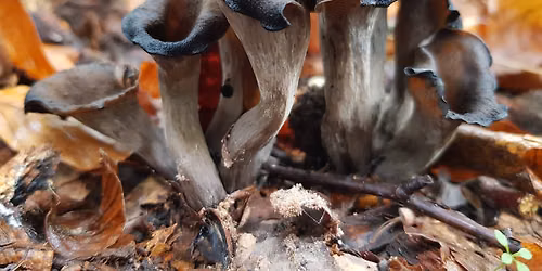 Les champignons d\u2019Acheux-en-Vimeu
