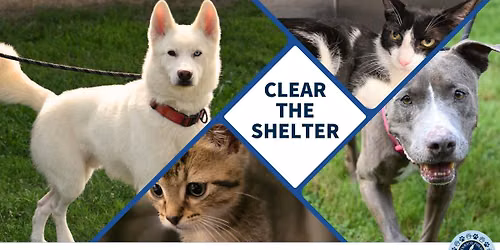 Clear the Shelter