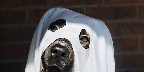Halloween Costume Contest