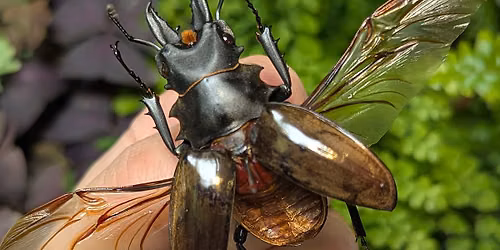 Insect Pinning Class: Celebes Stag Beetle