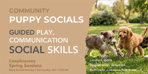 Community Puppy Socialization Group | Guided Play & Social Skills