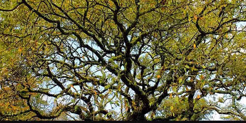 Free nervous system regulation session