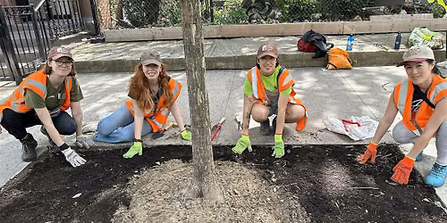 Street Tree Canopy Care Volunteer Day