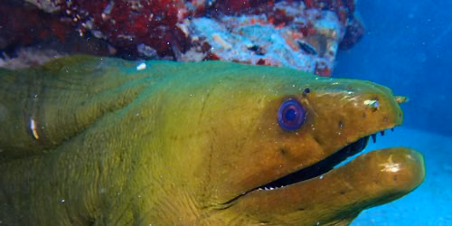 Ohana Dive Club
