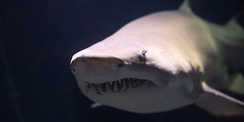 Shark Day (Girl Scouts of the Nation\u2019s Capital)