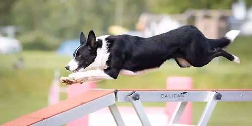 T\u00e1bor agility a dogdancingu ve Studenci 2026