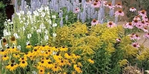 Healing our land with native wildflowers: The importance of native plants 