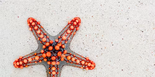 Seminaras \u201eAnkstyvieji vystymosi judesiai. K\u016bno vientisumo atk\u016brimas ir judesi\u0173 organizavimas\u201d