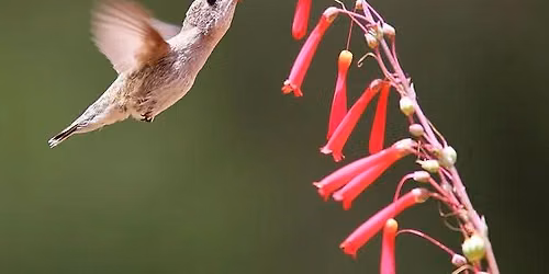 SAN DIEGO - How to Attract & Keep Hummingbirds in your Yard with Christine
