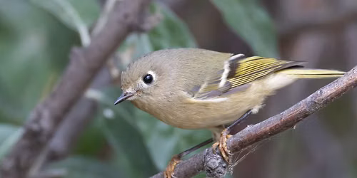 Park Lake Provincial Park Bird Walk