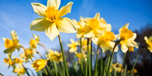 Monthly meeting - Spring Display, Plant Sale and Seed Swap