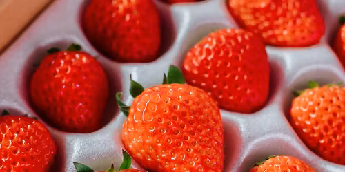 Jap\u00f6nsk jar\u00f0arber \u00e1 Brei\u00f0 - s\u00e6t og safar\u00edk fr\u00e6\u00f0sla, smakk og sala. 