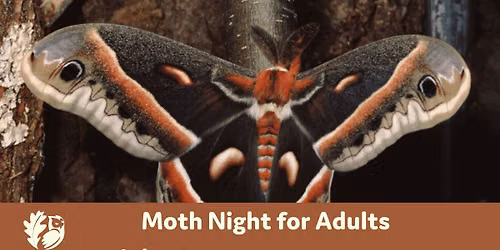 Moth Night for Adults