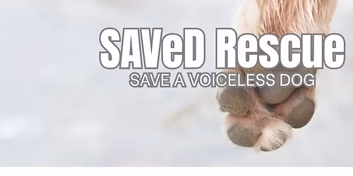 \ud83c\udf3f\ud83d\udc36 SAVeD Rescue x Pet Wants Chesterfield \u2013 Meet & Greet Event! \ud83d\udc36\ud83c\udf3f