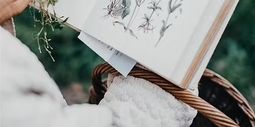 Beginning Your Herbal Journey