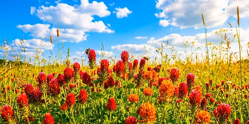 Blanket Your Garden with Cover Crops
