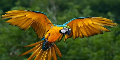 TORONTO BIRD SHOW  SATURDAY MAY 23 @ 6 PM