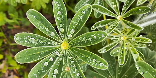 \u05d4\u05d1\u05d5\u05e7\u05e8 \u05d1\u05d0 \u05ea\u05de\u05d9\u05d3