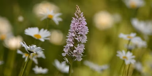 Balade naturaliste : Des plantes qui ont tout pour plaire